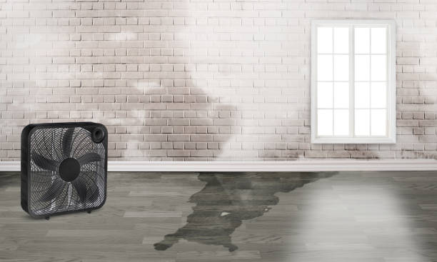 Best Carpet water damage restoration  in Arnold, MD